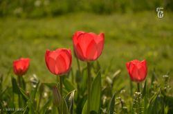 Tulipany w Parku Kępa Potocka na Bielanach